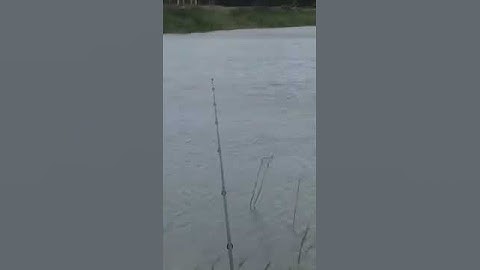 SCREAMING CARP RUN DELKIM