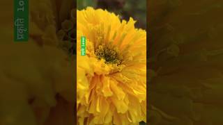 Marigold Blooming in My Garden | Bright Winter Flowers | Nature Beauty #प्रकृतिlover #marigold