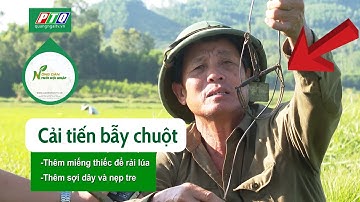 Cải tiến bẫy diệt chuột tuyệt hay | Nông dân hội nhập | PTQ