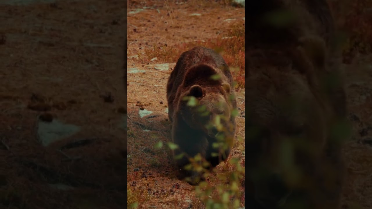 Un oso pardo puede alcanzar una velocidad de 50km/h. 