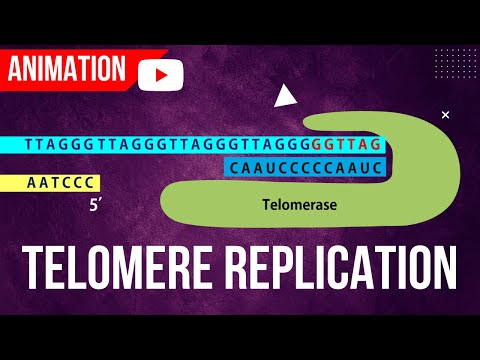 Video: Wat ontstaat er aan het einde van DNA-replicatie?