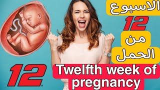 الاسبوع الثاني عشر من الحمل واهم التطورات للام والجنين Twelfth week of pregnancy