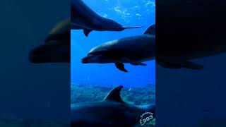 Stephen Schlaks  Blue Dolphin 1975