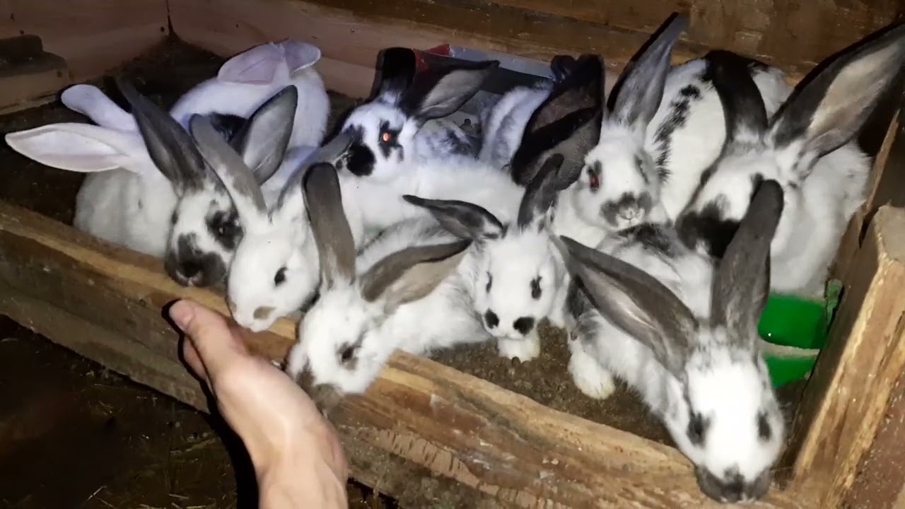 Mifuma zucht & schau continuarea la video cu exemplificări la iepurași