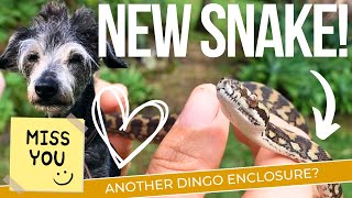 Meet our NEW SNAKE! Misty! by The Wildlife Twins 217 views 2 months ago 16 minutes