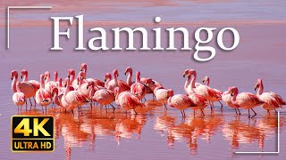 Pink Flamingo 4K Video Ultra HD | Most Beautiful Birds in the World