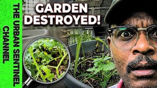 Unseen Pests Wiped Out My SHTF Survival Garden