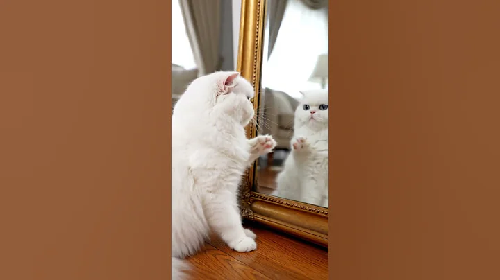 Video 11093071: persiancat persians, catlover persiancat cutecat, persiancat cats catlover