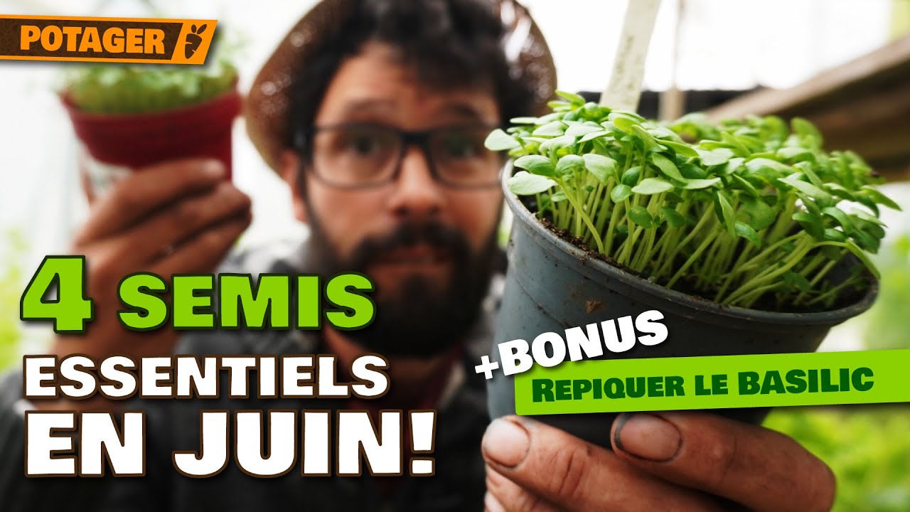 Potager en Juin 🌱 : 4 Semis Incontournables + Repiquage du Basilic