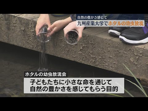自然の豊かさ感じて！九州産業大学でホタルの幼虫放流会 5月下旬に観賞会も