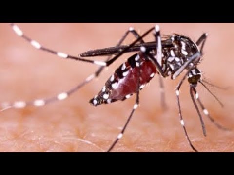 Genetically modified mosquitoes may be best weapon for curbing disease transmission