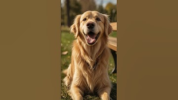 How many loops until you get it right? #001 #cutedogs #pets #doglover