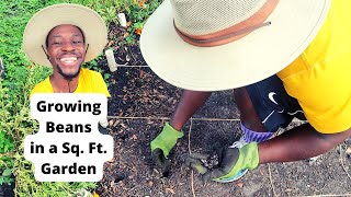 How to Plant Beans in a Square Foot In-Ground Garden!