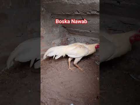 #aseellovers #aseelmurga #swataseels #birds #mianwaliaseels #murga #cheenaaseel