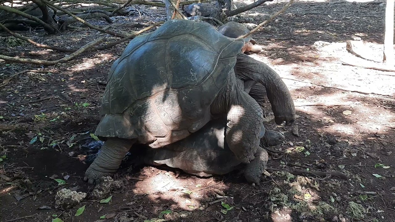 Mating turtles... Fabulous creatures!