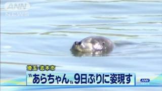 「あらちゃん」9日ぶりに姿現す　埼玉・志木市（11/10/27）