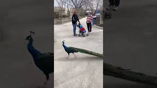 Peacocks Return to the Wilder Institute/Calgary Zoo Grounds