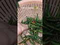Evening harvest mini vlog 🌿✨eveningharvest#harvestvibest#freshharves#dailyvlog