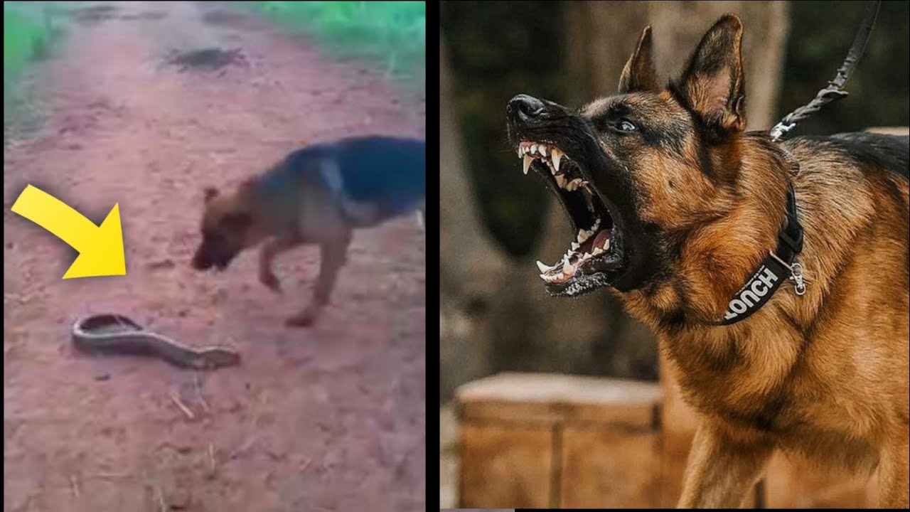 This Dog Will Die From 860 Volts | Electric eel