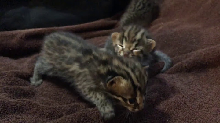 Watch the video about Litter from DJ and Ziva | Asian Leopard Cats