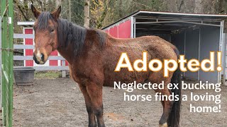 Ex Bucking Rescue Horse Is Adopted To Loving Home Cramer