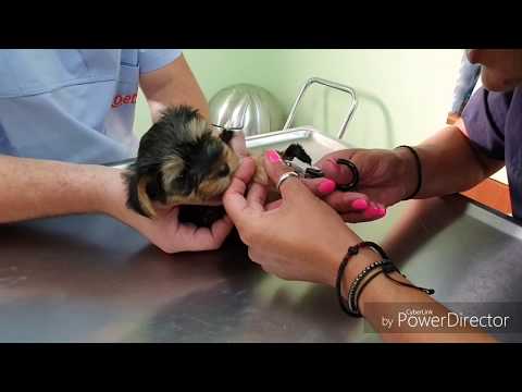Βίντεο: 10 ερωτήσεις που πρέπει να υποβάλουν όλοι οι κτηνίατροί τους