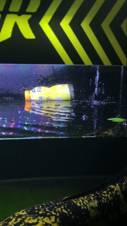 RAHASIA CHANNA MARU KUNING MERONA DAN STABIL