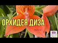 Орхидея Диза. Основы ухода