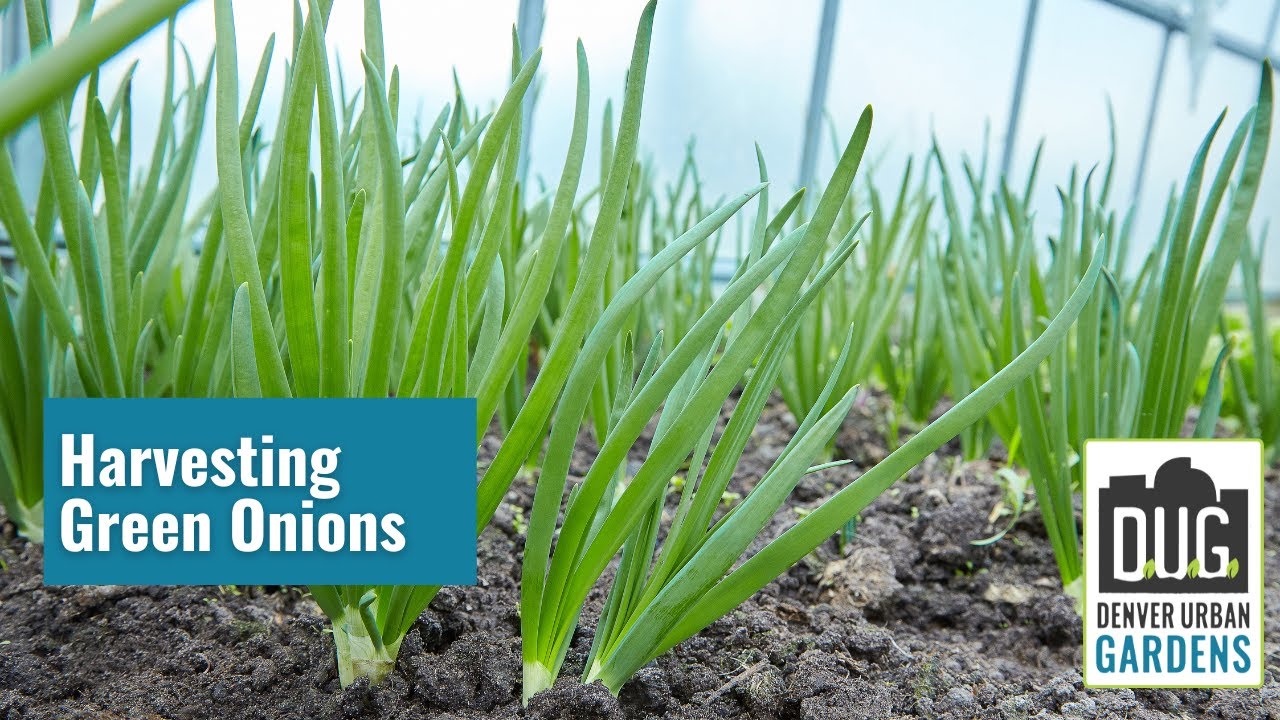 Harvesting Egyptian Walking Onions (and other green onions) YouTube