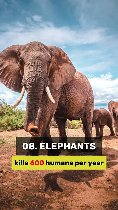 TOP 10 most dangerous 💀🦁 Animals in the World IN 2024 | #dangerousanimals #top10 #shortvideos #2024