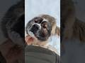 Кавказская овчарка жесткое послушание !!! #animal #dog #doglover