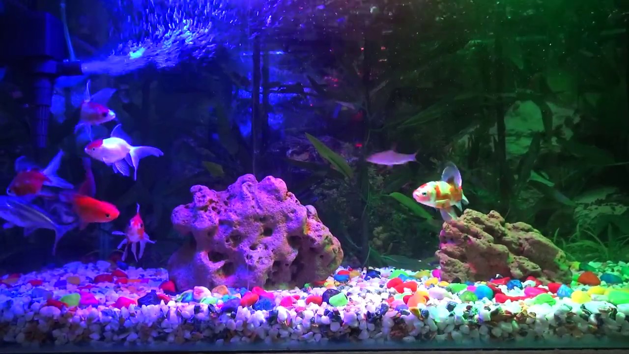 Aquarium Home Aquarium Aquarium Shop YouTube