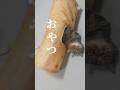 大事な話し…#エキゾチックショートヘア #猫動画 #ねこ