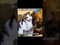 Mom cat aura ✅💀 l part -2 #mom #cat #aura #shorts #viral