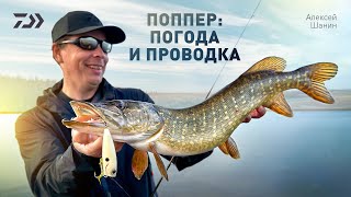 ПОППЕР: ПОГОДА И ПРОВОДКА x АЛЕКСЕЙ ШАНИН by DAIWA Официальный YouTube Канал 28,477 views 2 weeks ago 29 minutes