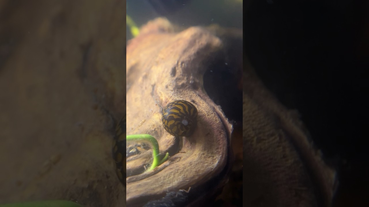 Lightning bolt Nerite snails aquarium lightningboltnerites 
