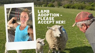 WEATHER TURNS, LIFTING CHURNS, FLOSSY’S NEXT STEP. LAMBING SHEEP FARMING PEAK DISTRICT 2020