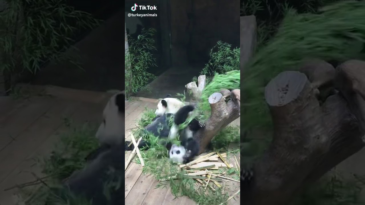 Fun pandas - YouTube