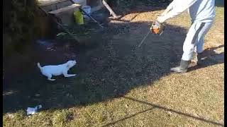 Angry Jack Russell Terrier vs Chainsaw by Jack Russell Terrier 788 views 2 years ago 21 seconds