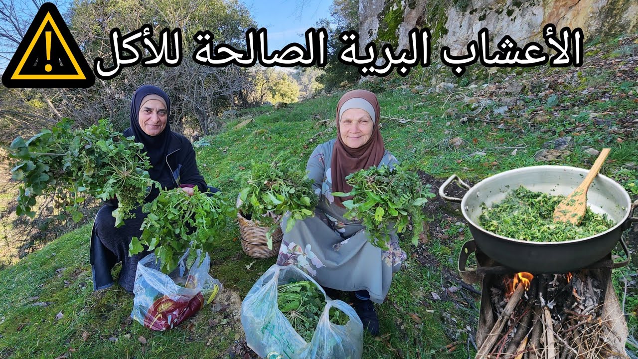 الحشائش البرية الصالحة للأكل☘️مهم جدا،أكثر من ١٥ عشبة لعلاج فقر الدم ولصحة ممتازة👌