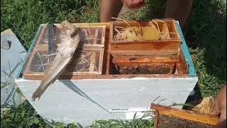 Качка и обзор племенной пчелосемьи. Часть 2 ( продолжаем обзор пчелосемей )