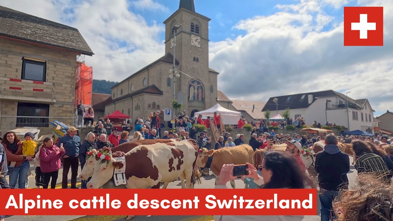 🇨🇭 Alpine cattle descent tradition in Semsales Switzerland #switzerland #desalpes #alpabfahrt #alps