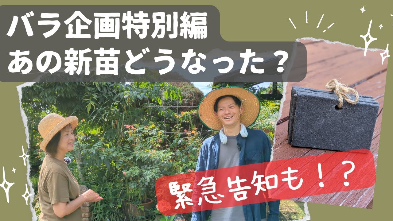 バラ売り対応後にページ更新します THE ROSE SHOP｜バラ専門店 ザローズショップ 本店 - バラ苗の通販