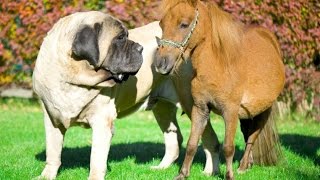 Biggest Dog Breed in The World - Top 5 Big Dogs