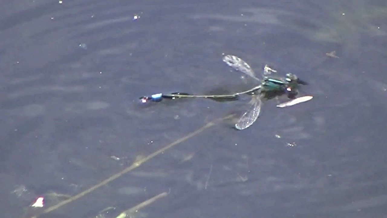 nature kpop Damselfly drowning