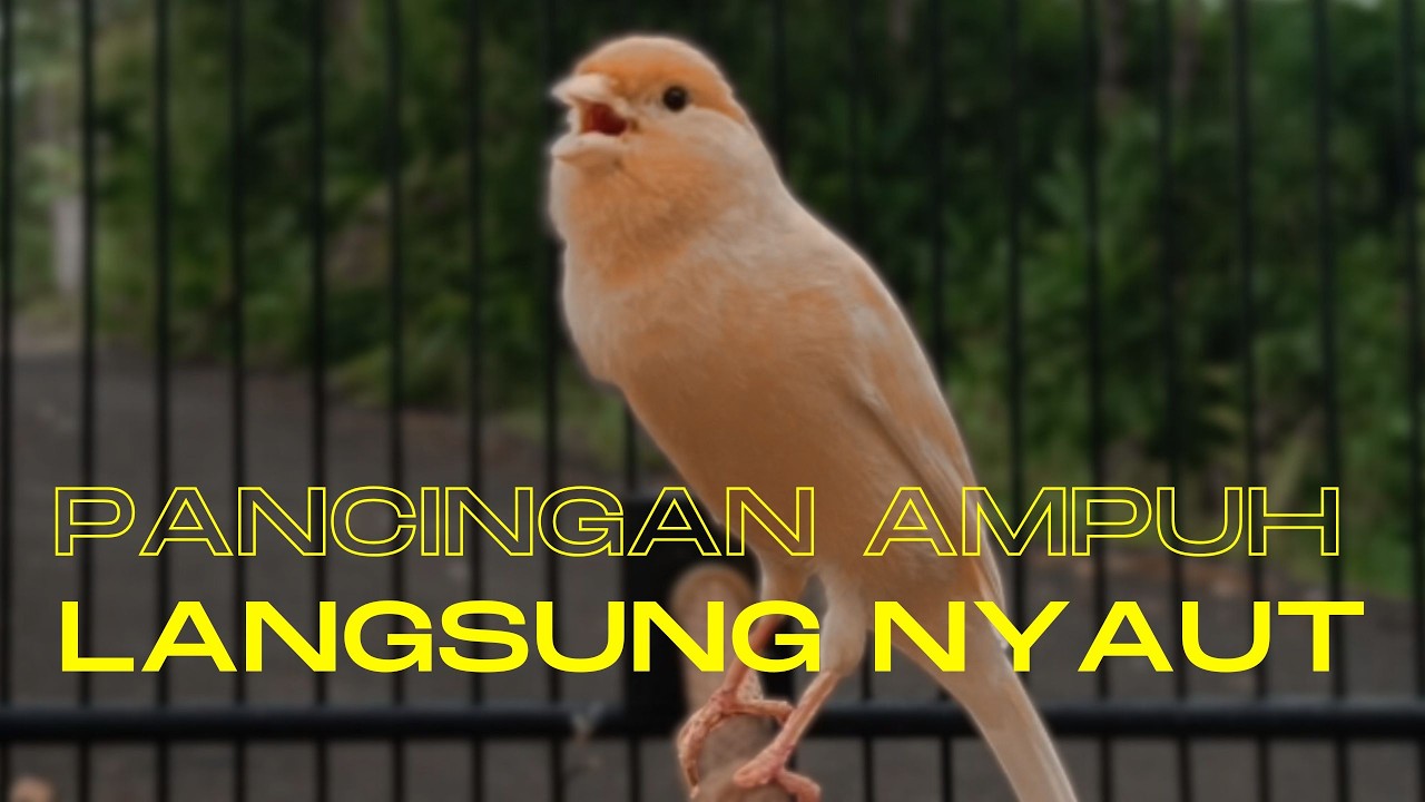 Pancingan Ampuh untuk Kenari Muda Agar Cepat Gacor Cocok untuk Terapi Kenari Macet Bunyi !!