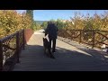 Education canine La Ciotat stabilisation sur sol ajouré