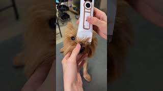 Yorkie Haircut with Ponytail