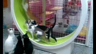 cat wheel by catswall 51,780 views 11 months ago 1 minute, 17 seconds