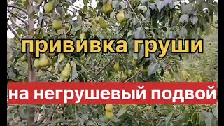 Прививка груши на негрушевый подвой